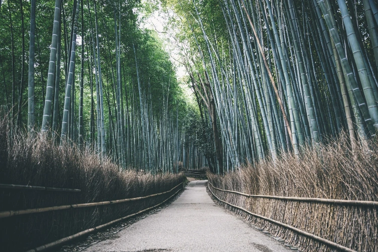 京都嵐山的竹林步道，翠綠的竹子高聳入雲，整齊排列兩旁，步道寧靜優美，是當地著名的自然景點之一。